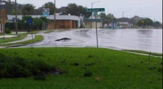 Αλιγάτορες λόγω Ιρμα κυνηγούν Αμερικανούς σε δρόμους και σπίτια – Βίντεο